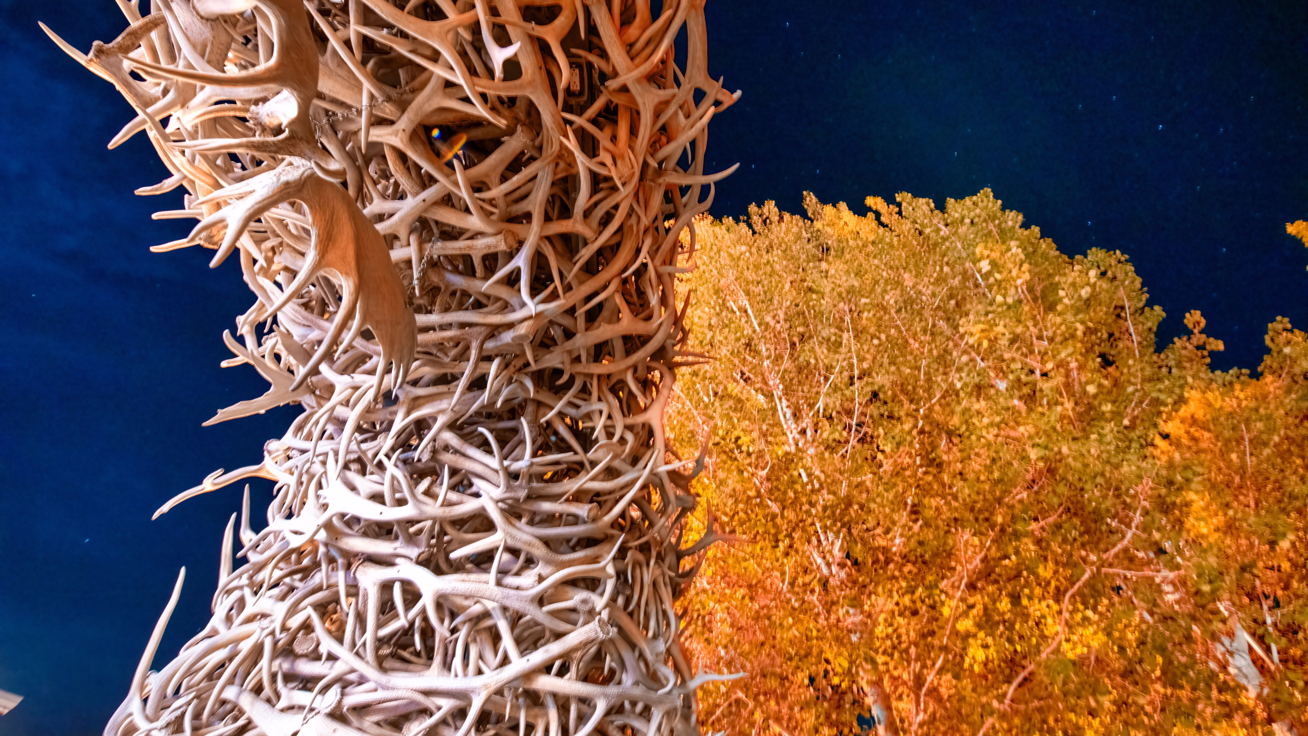 A close-up of a massive antler arch at night, with glowing fall foliage and a starry sky in the background, Jackson Hole, Wyoming.